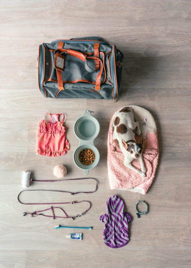 packing dog essentials with a chihuahua laying on pink blanket